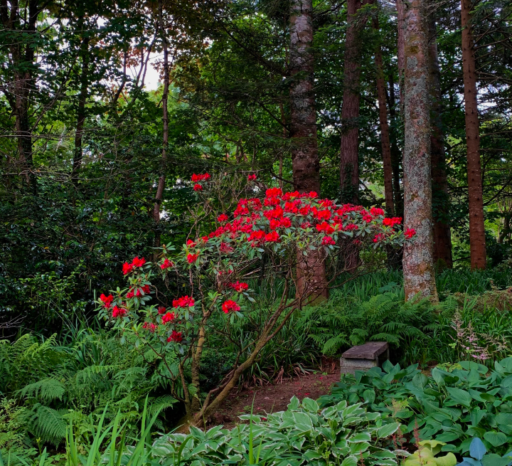 Garden red trees