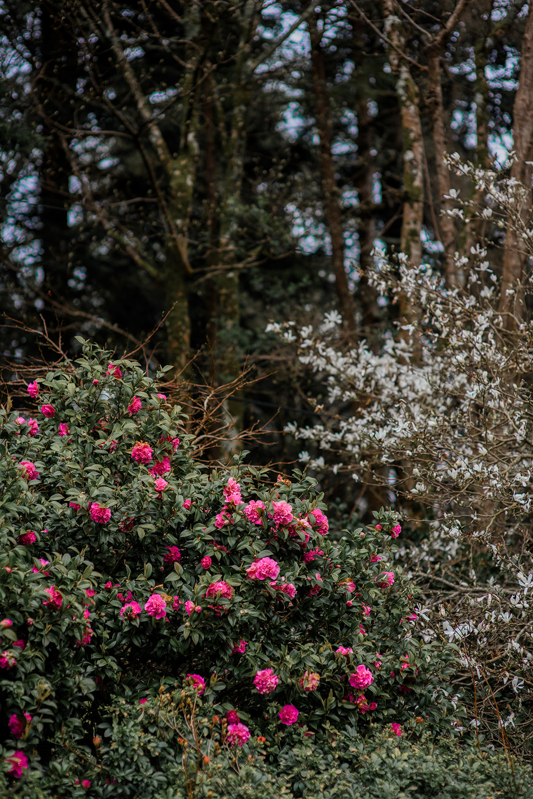 Garden rose bush